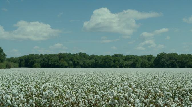 Cottonfields.