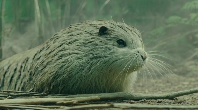 will mean some ginseng impact.