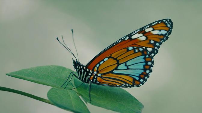 A beautiful butterfly.