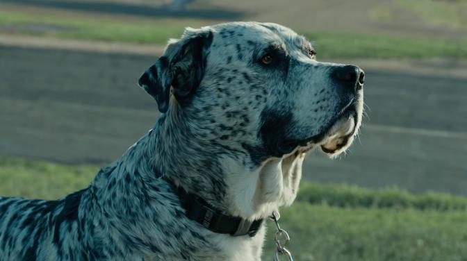 Meet Handler, the series.