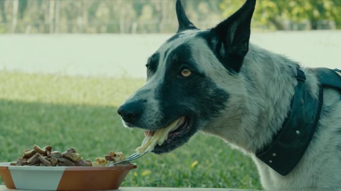 A dog eating a children