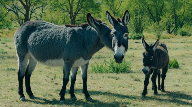 Cass loves donkeys and jackasses.